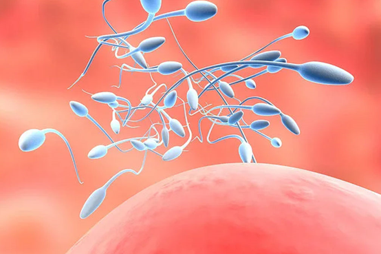 郑州试管试管代怀三包（郑州试管试管代怀三包政策的起源）